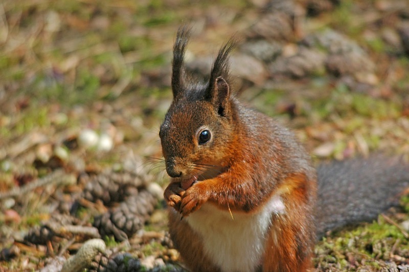 Red Squirrel - Red Squirrels