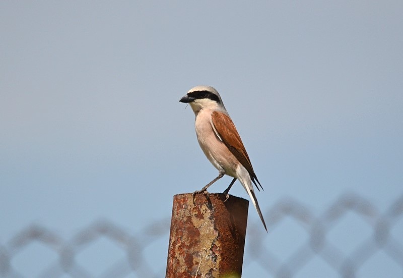 Red-backed Shrike - Bulgaria