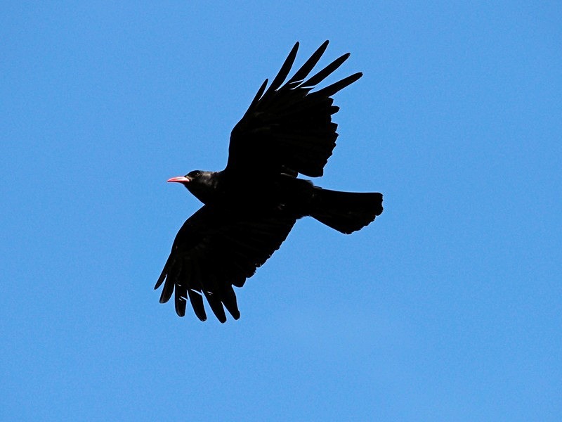 Chough - Crows