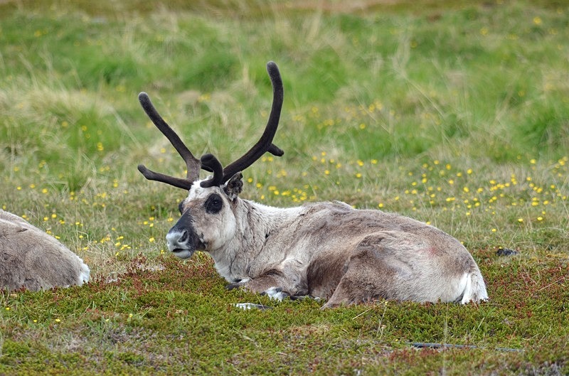Reindeer - North Norway