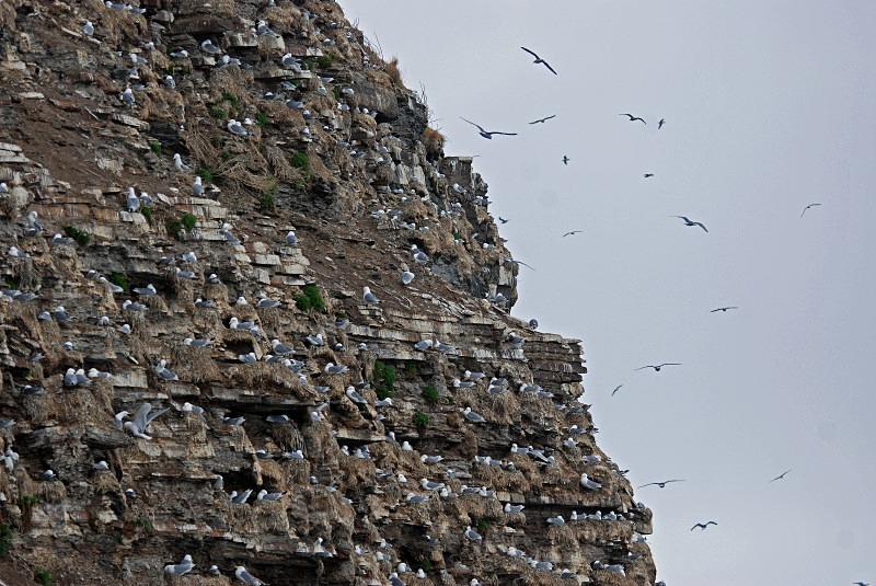 Kittiwakes - North Finland and north Norway - May and June 2009
