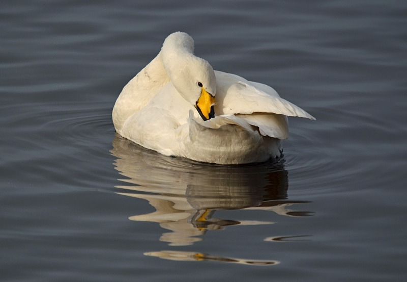 Whooper Swan - Whooper and Bewick's Swans
