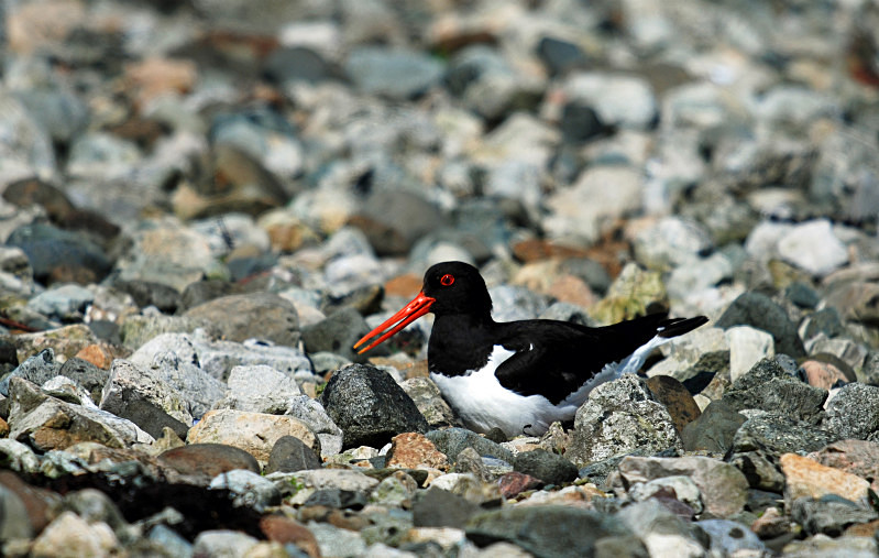Oystercatcher - Oystercatchers