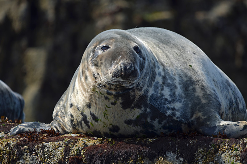 Atlantic Grey Seal - Atlantic Grey Seals