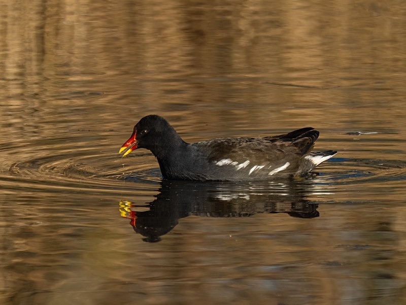 Moorhen - Crakes and rails