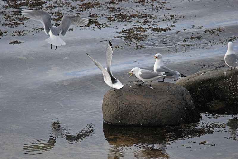 Kittiwakes - Norway