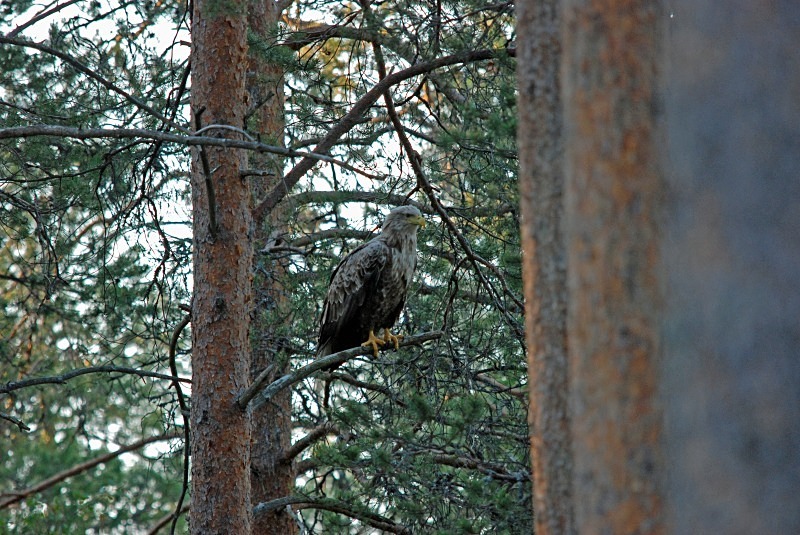 White-tailed Eagle - North Finland and north Norway - May and June 2009