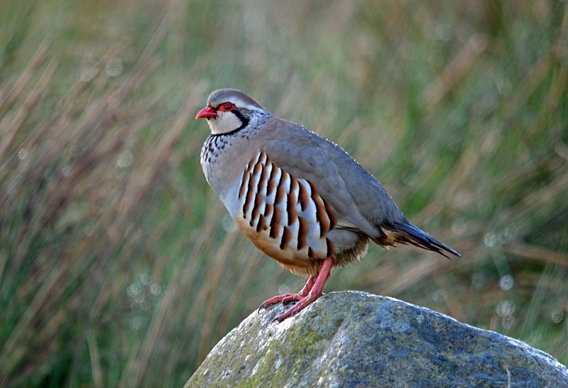 Red-legged Partridge - Game birds