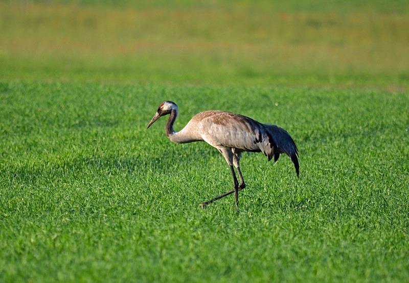 Common Crane - North east Poland - May 2013