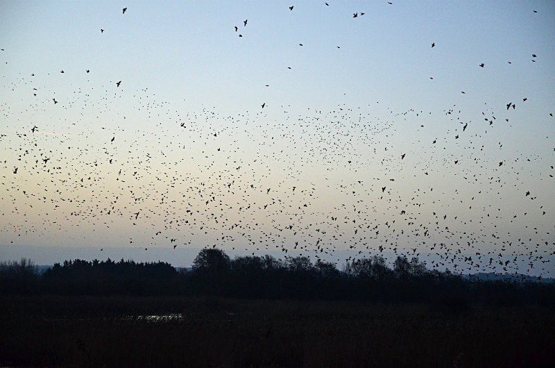 Starlings - Starlings