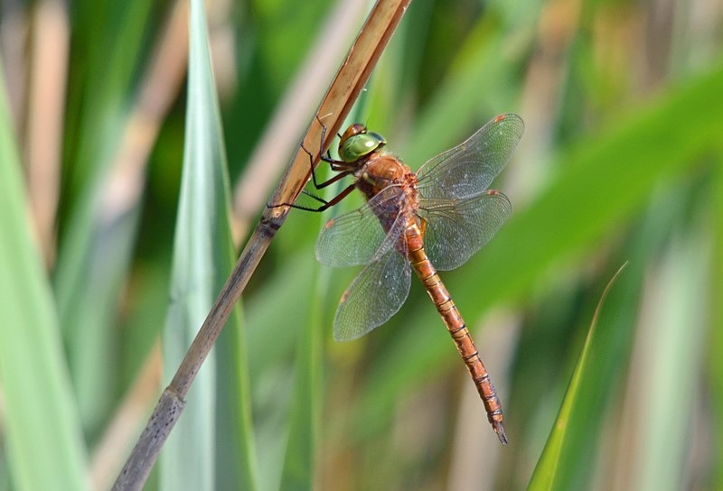 Norfolk Hawker - Dragonflies and damselflies