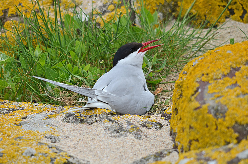 Arctic Tern - Terns