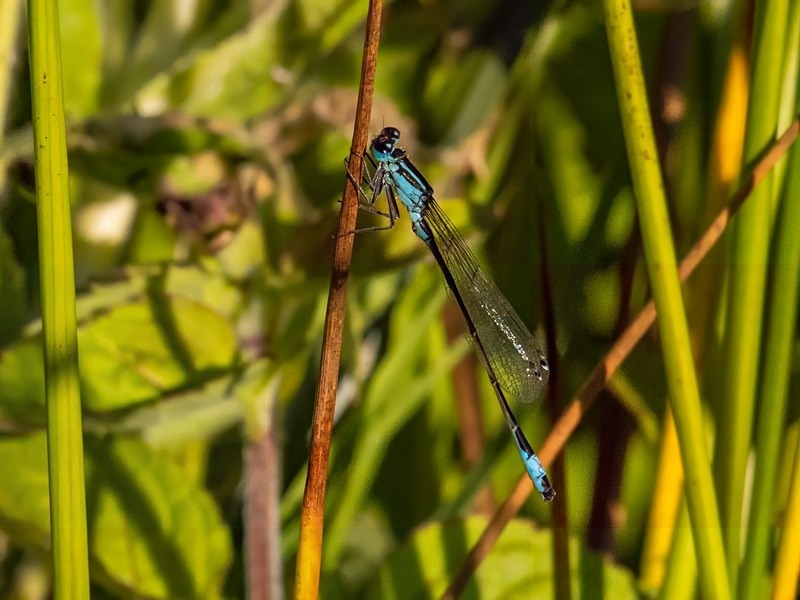 Blue-tailed Damselfly - Dragonflies and damselflies
