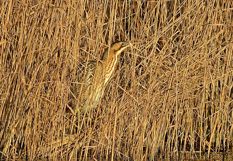 January to March 2017 - Bittern - Photos of the month