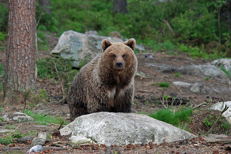 Brown Bear - North Finland and north Norway - May and June 2009