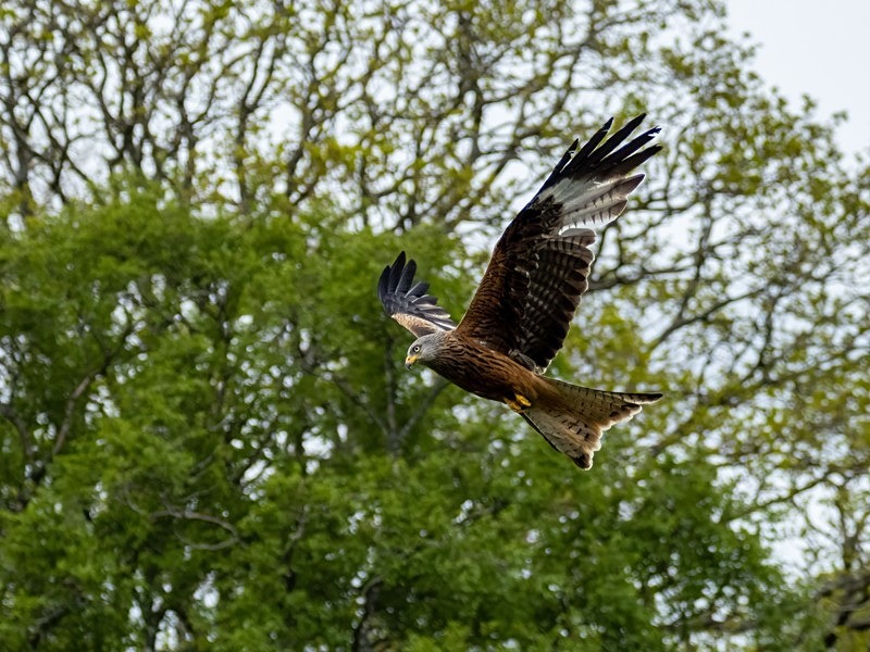 Red Kite - Birds of prey