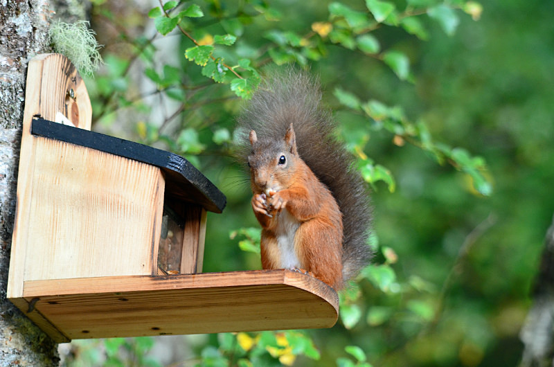 Red Squirrel - Red Squirrels