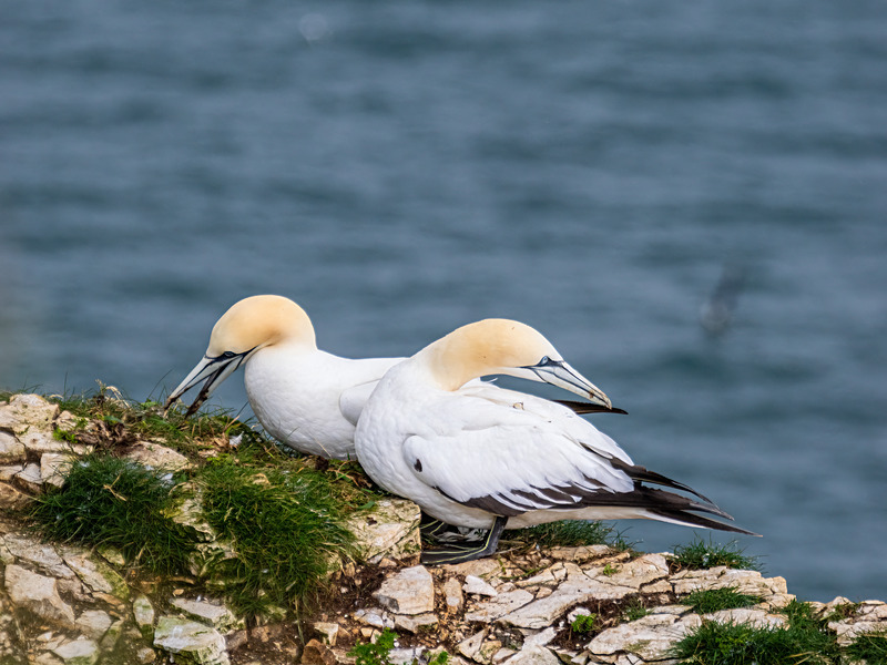 Gannets - Latest photos
