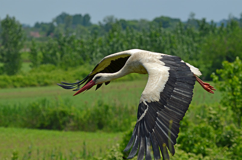 White Stork - Central Macedonia