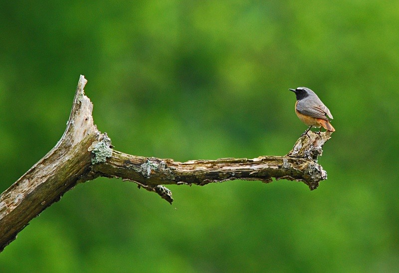Common Redstart - Chats