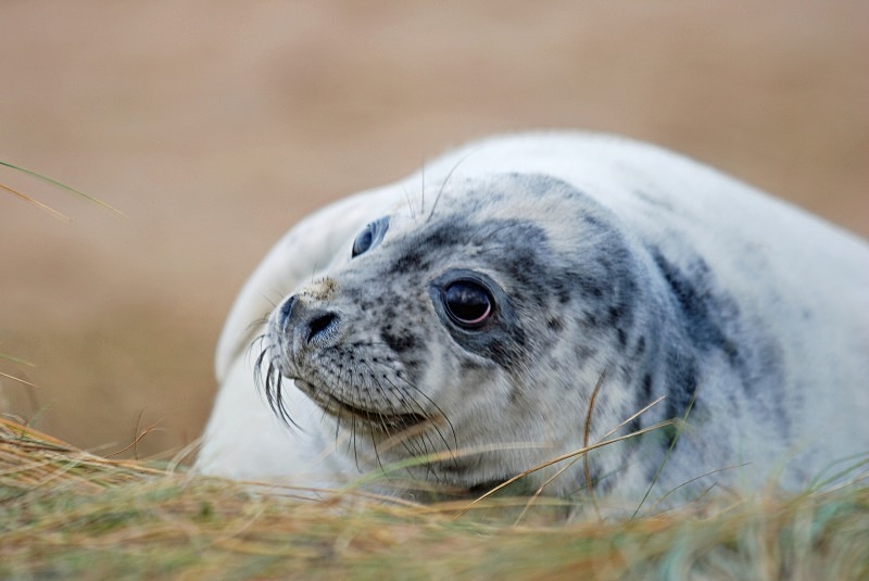 Atlantic Grey Seal - Atlantic Grey Seals
