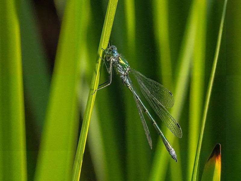 Emerald Damselfly - Dragonflies and damselflies