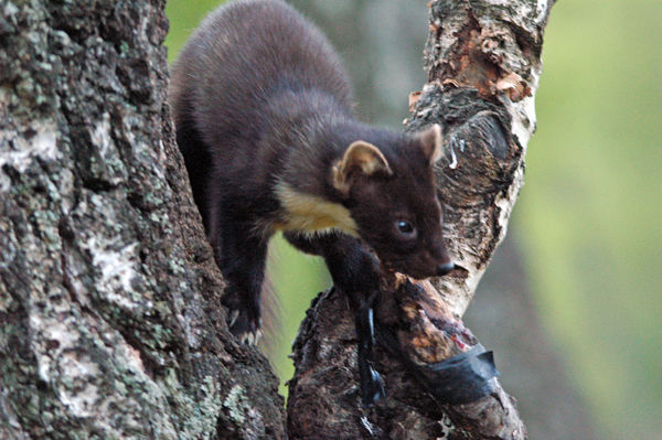 Pine Marten - Pine Martens