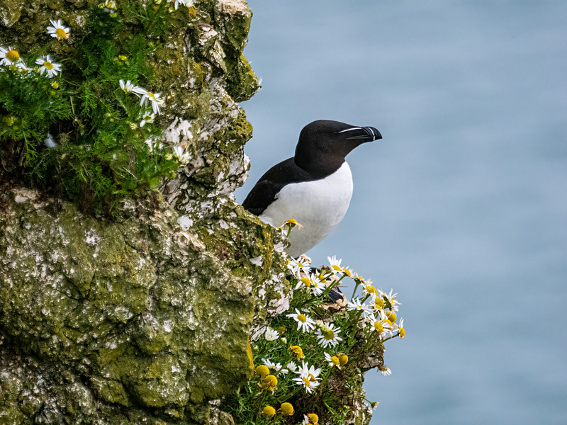 Razorbill - Latest photos