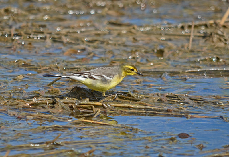 Citrine Wagtail - Estonia