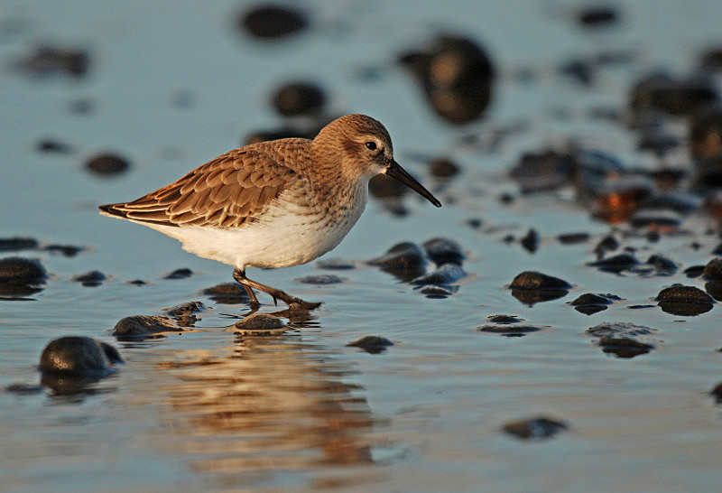 Dunlin - Sandpipers