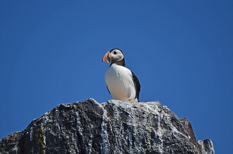 Puffin - Puffins
