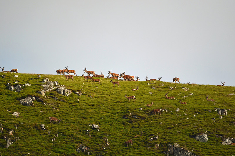Red Deer - Red Deer