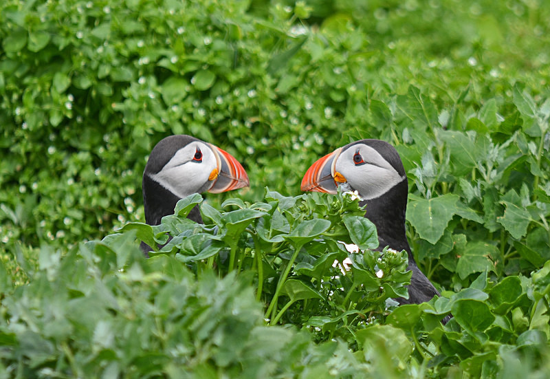 Puffins - Puffins