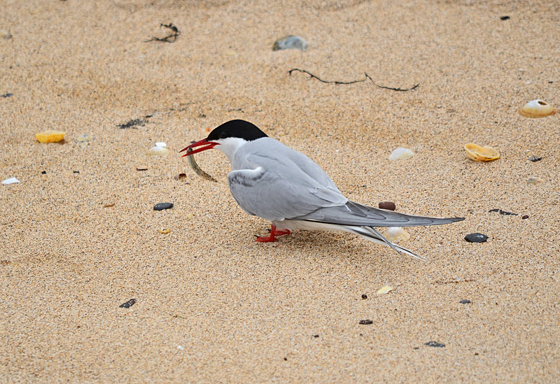 Arctic Tern - Terns