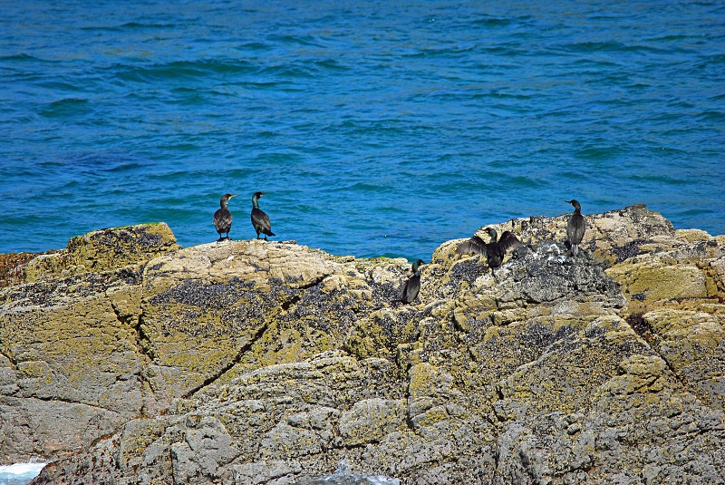 Shags - Cormorants and Shags