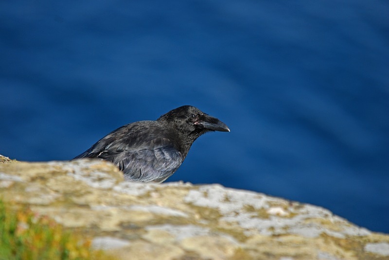 Raven - Crows