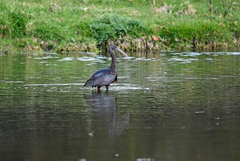 Glossy Ibis - Ibises