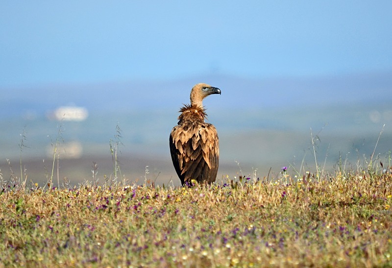 Griffon Vulture - South and west Spain - April and May 2012