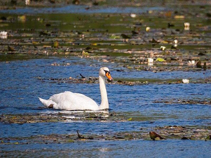 Mute Swan - Mute Swans