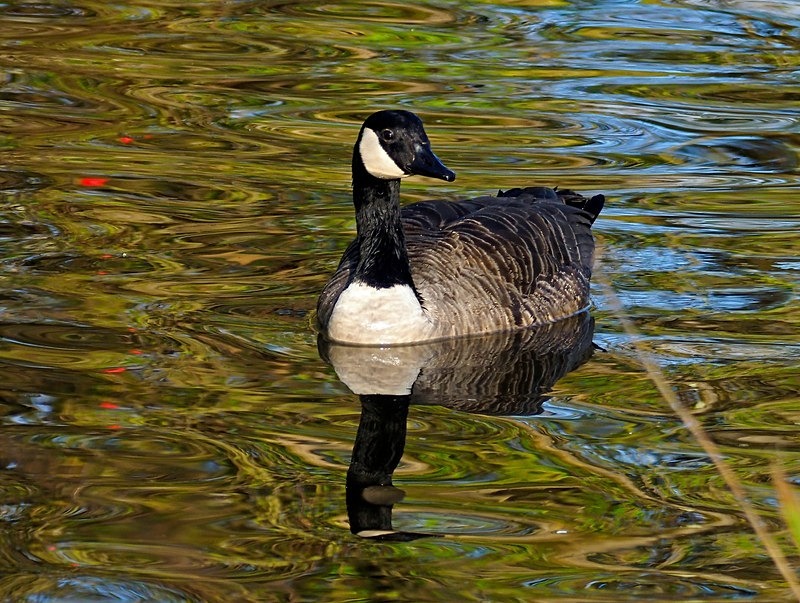 Canada Goose