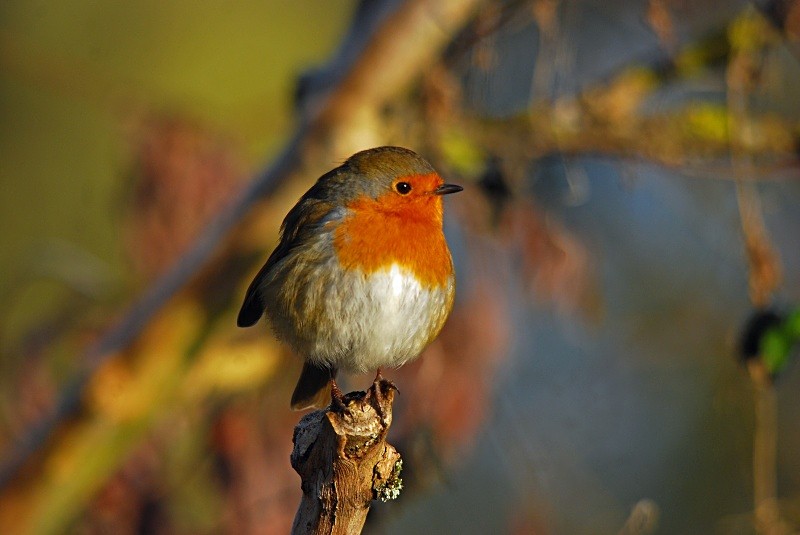 Robin - Robins