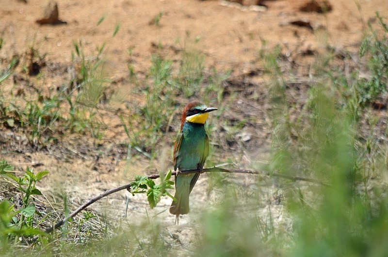 European Bee-eater - Bulgaria