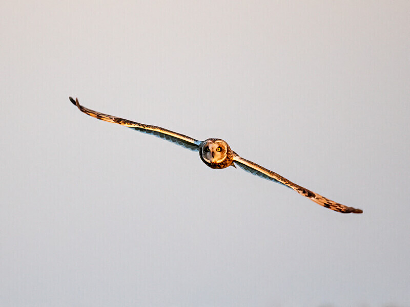Short-eared Owl - Latest photos