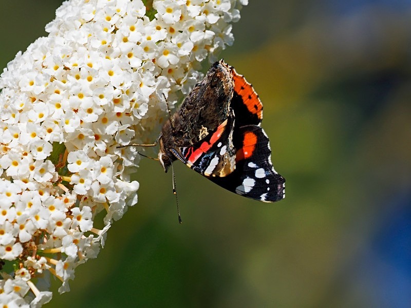 Red Admiral - Butterflies
