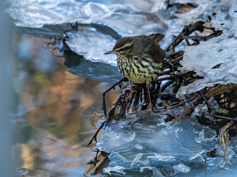 January 2024 - Northern Waterthrush - Photos of the month