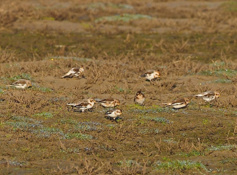 Snow Buntings - Buntings