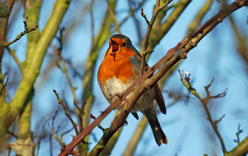 Robin - Robins