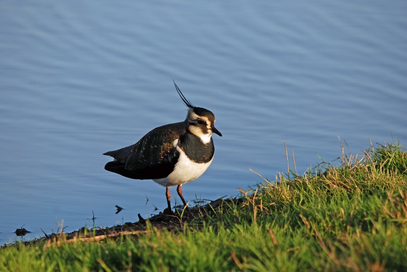 Lapwing - Plovers