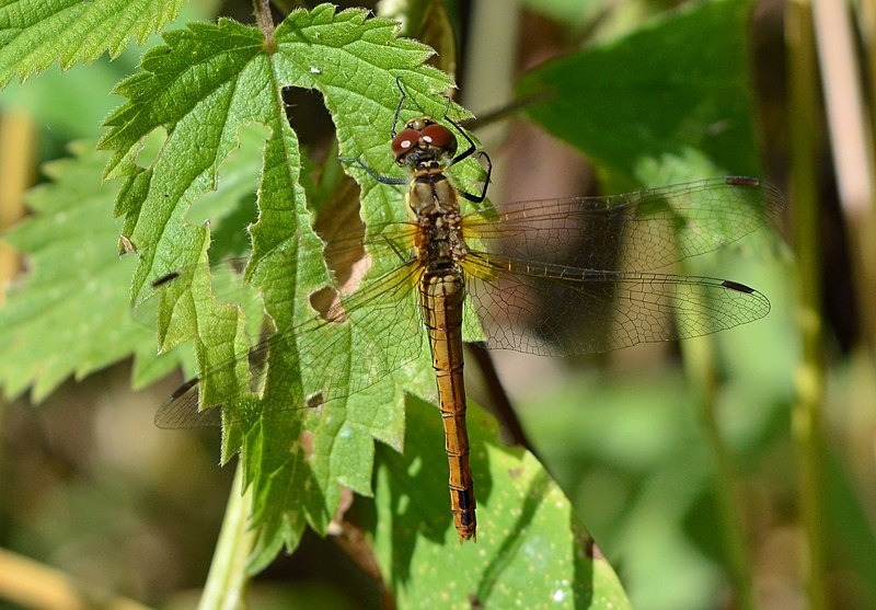 Ruddy Darter - Dragonflies and damselflies