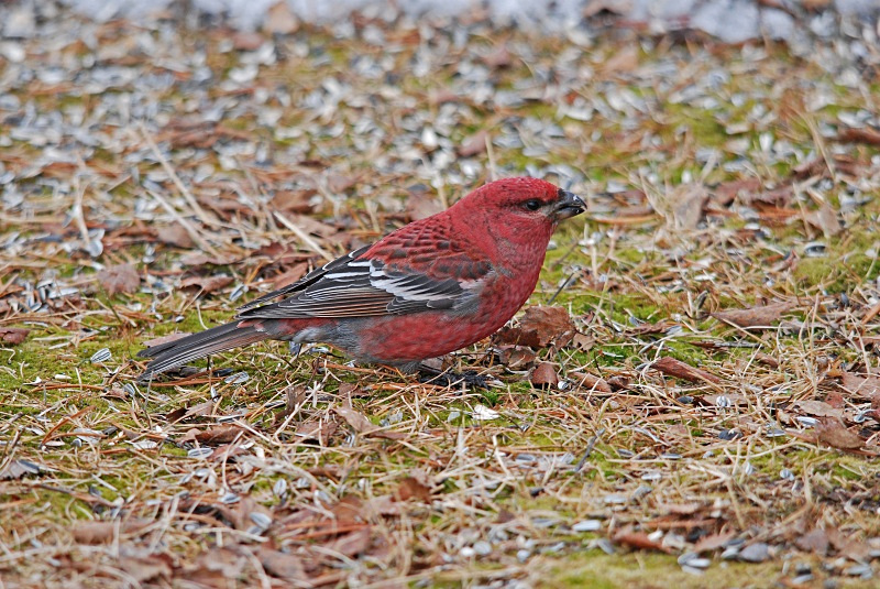 Pine Grosbeak - Finland